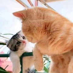 Möhâmëd Fãkhry