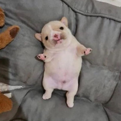 Weenie