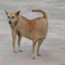 super dog poay
