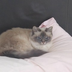 Maica