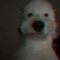 Thomas Plush