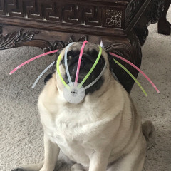FatPugZeus