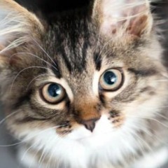 kitty cat