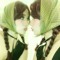 space romantica