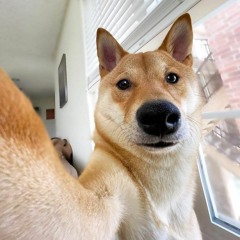 aFurryDude