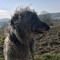 scottish_deerhound_enjoyer