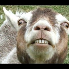 FUNNY GOATS
