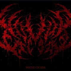 YXUNG CICADA