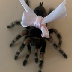 _spidermaamii