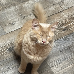 Stream Hali Lancelle Music Listen To Songs Albums Playlists For Free On Soundcloud Stream Hali Lancelle Music Listen To Songs Albums Playlists For Free On Soundcloud