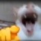Stinky poo poo head