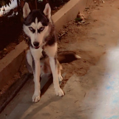 Sarkar