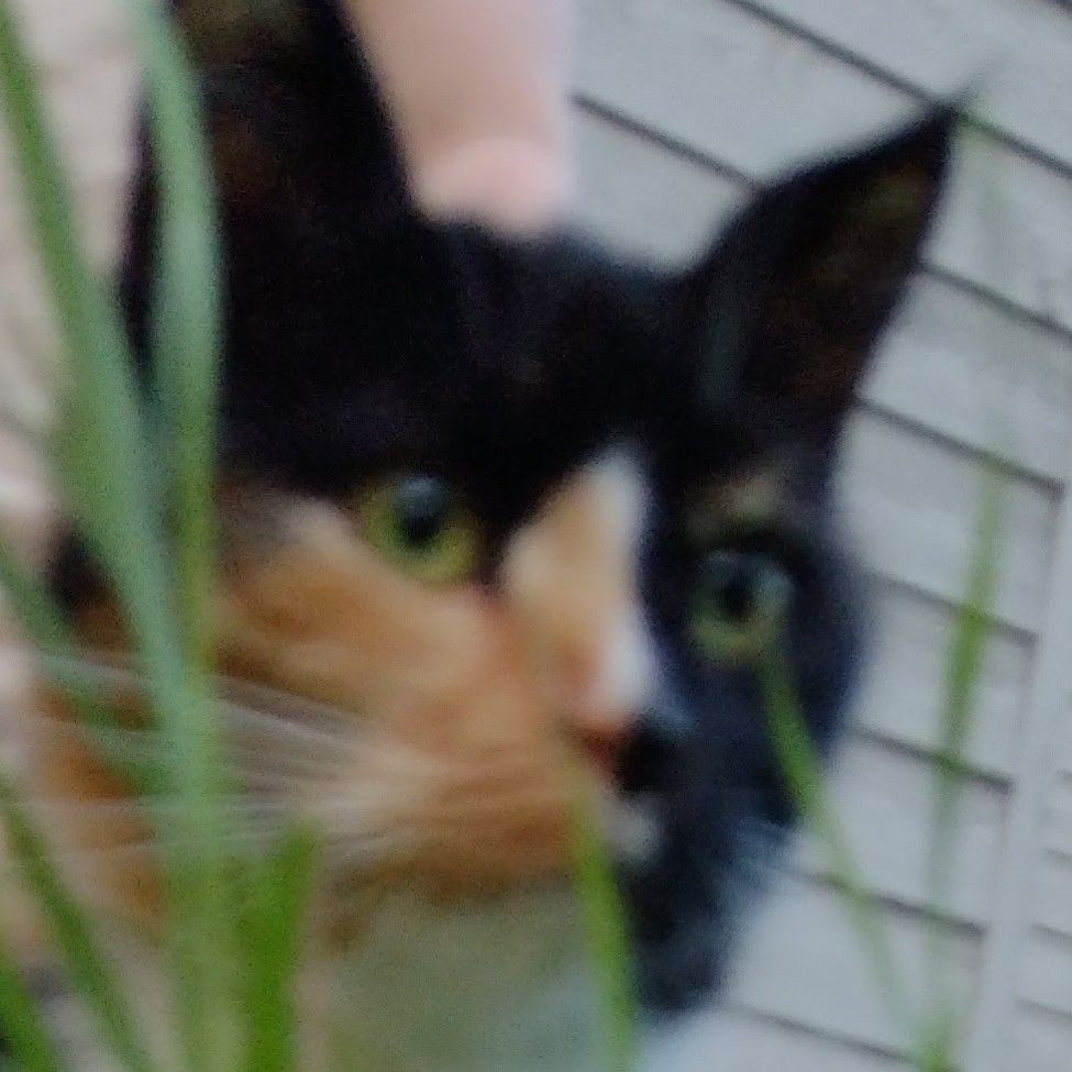 Mulle the cat