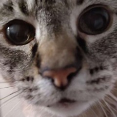 Splooch