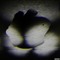nigh±