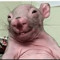 🐀