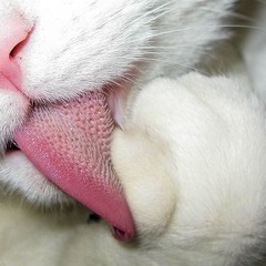 wjiji3