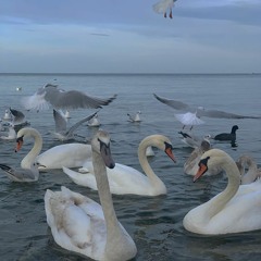 life is beautiful.🕊️