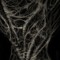 XENO