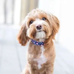 Lila F Ham