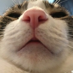 sir