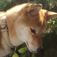 シバくぞ犬