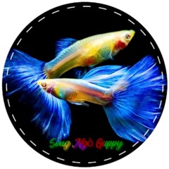 Vinh Guppy