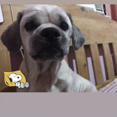 Christine Ann Evangelista