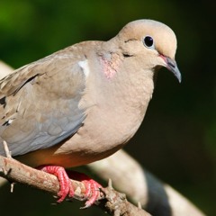 11doves