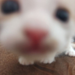 ✿