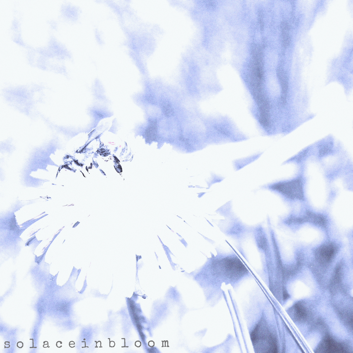 solace in bloom