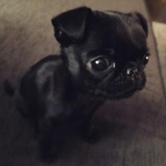みやこ うんうん！黒パグちゃん可愛いね