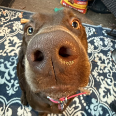 sam