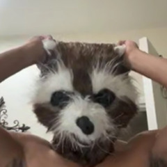 raccoon