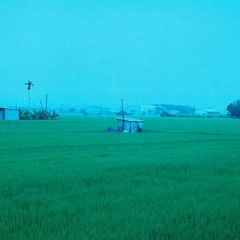 Sasalone