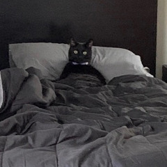 bongo888