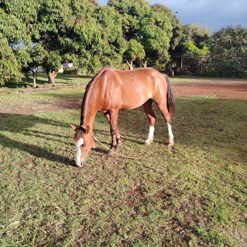 T O C A T O C A [ LAZERMAN ] 2020