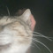 Moonie