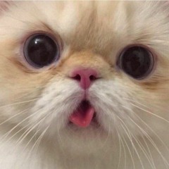curious cat