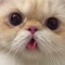 curious cat