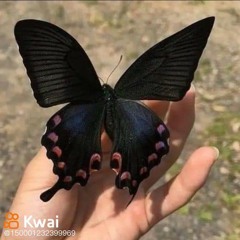 موسيقى