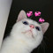 𝘥𝘢𝘯𝘦𝘦.𝘥𝘯 ♡