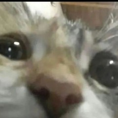 lazy sloth production's