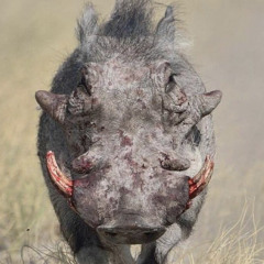 Lohks The Hog