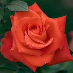 sola