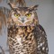 Daddy hoot hoot