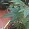 diaablii