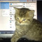 iRlyLikeCatVideos<:<>