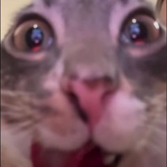 Gega Nega