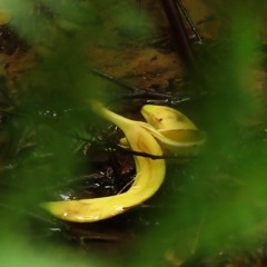 Davide.Banana